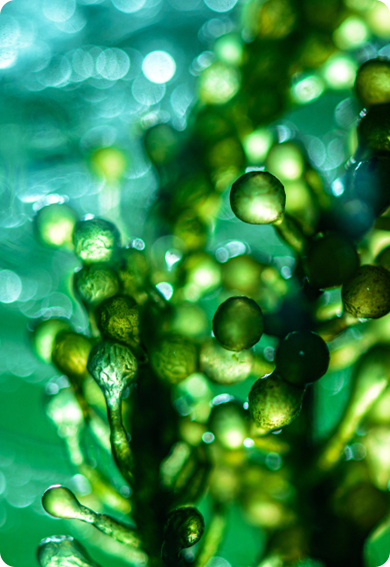 藻類由来DHA配合の機能性食品