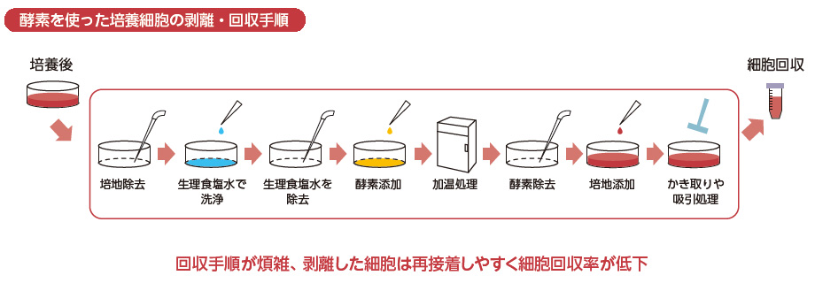 酵素を使った培養細胞の剥離・回収手順