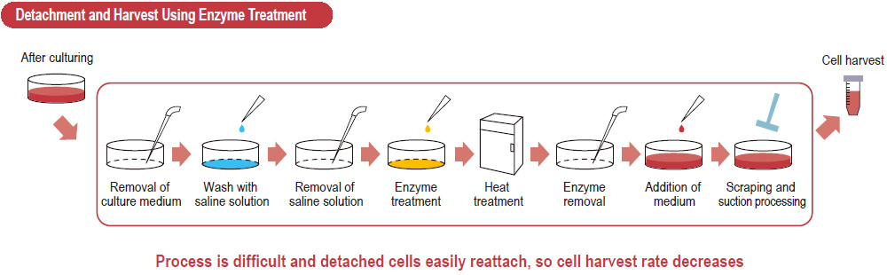 Detachment and Harvest Using Enzyme Treatment