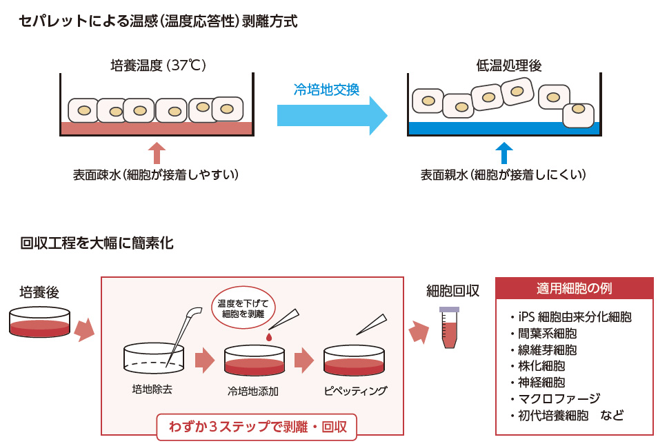 セパレットによる温感（温度応答性）剥離方式