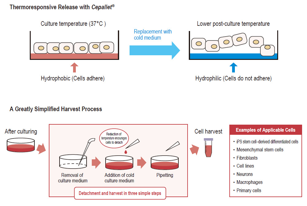 A Greatly Simplified Harvest Process