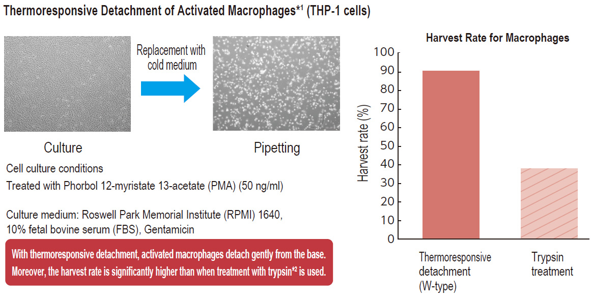 Thermoresponsive Detachment of Activated Macrophages*1 (THP-1 cells)