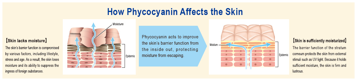 How Phycocyanin Affects the Skin
