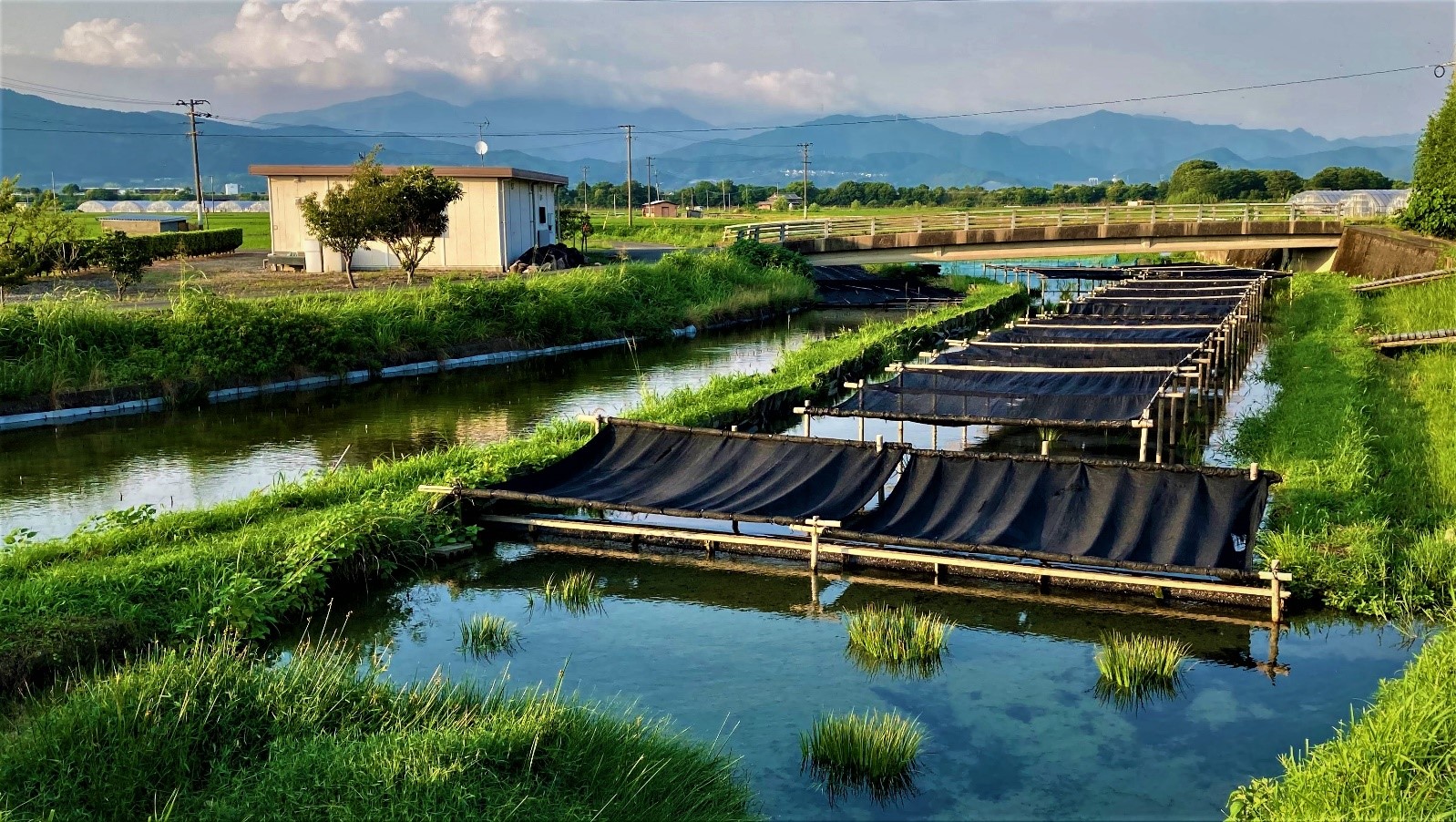 Suizenjinji Nori_Kigane River