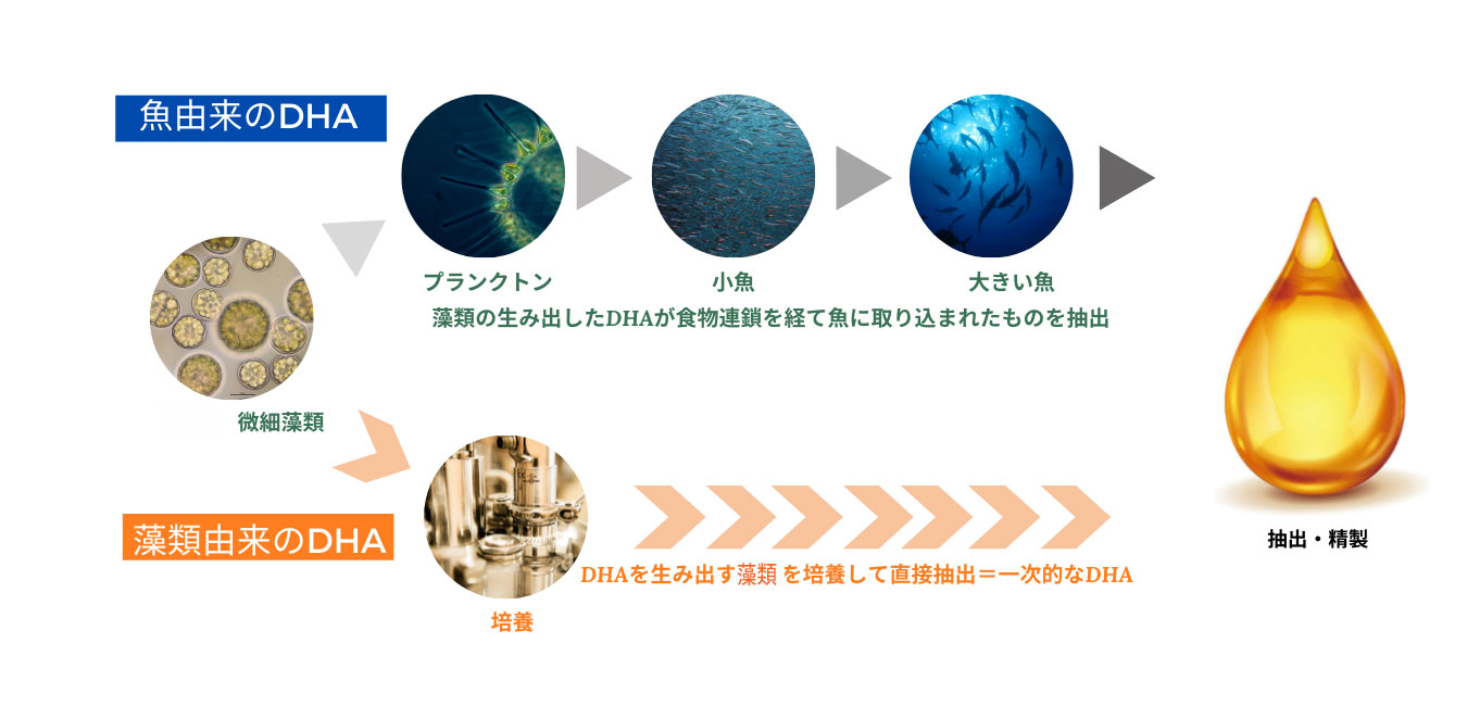 藻類由来DHA