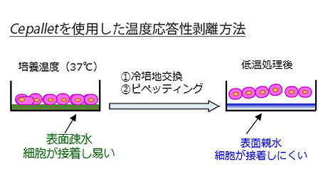 温度応答性細胞培養容器 事業 製品 Dic株式会社