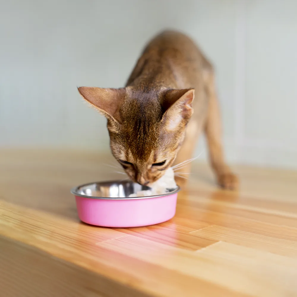 Cat eating from a pink bowl