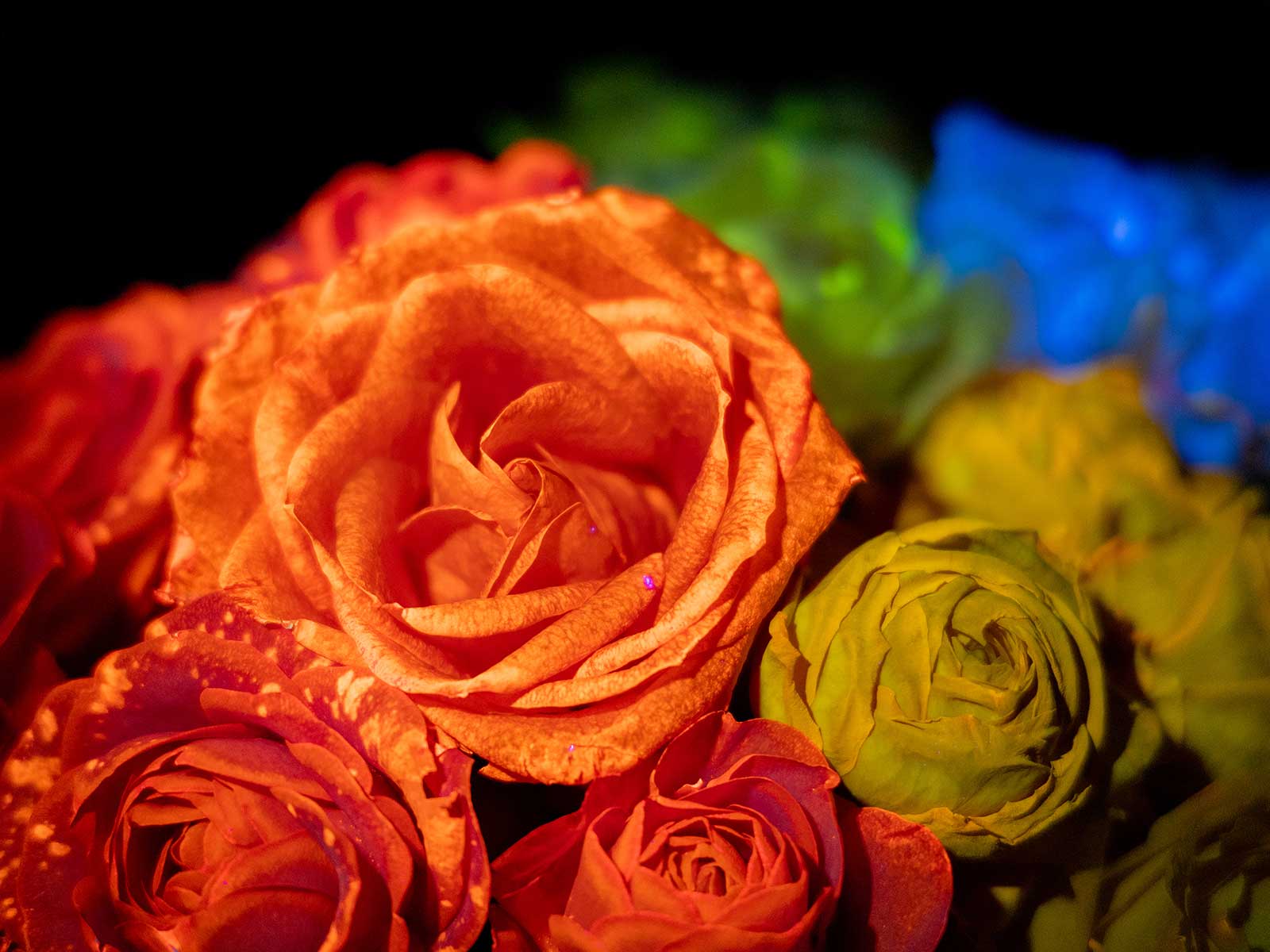 ブラックライト下で鮮やかに発光するバラのクローズアップ作品