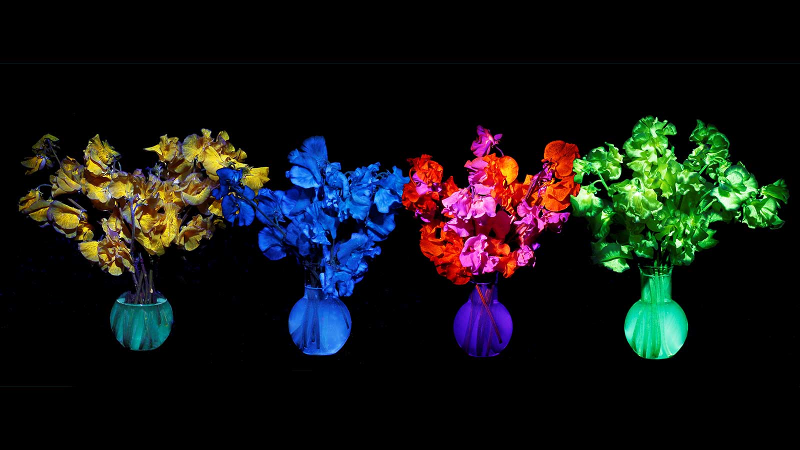 ブラックライト下で青から緑、赤まで多色に発光する複数の花作品