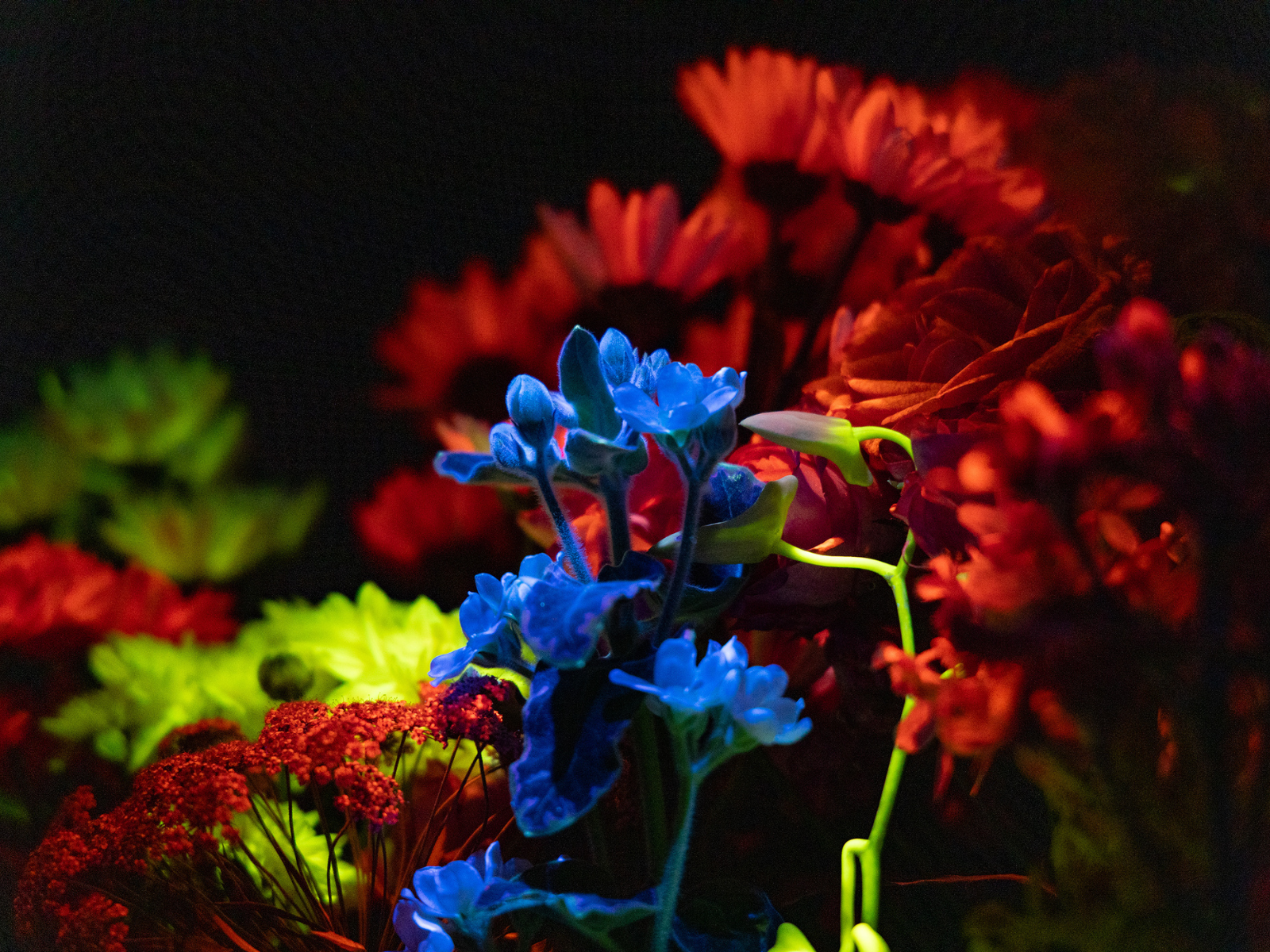 ブラックライト下で鮮やかに発光するRADilys(TM)処理済みの生花