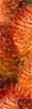 Color Sample