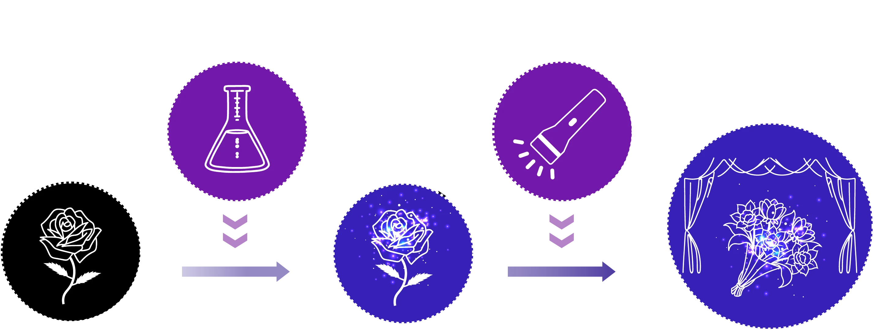 切花に特殊染色液を吸わせて発光切花にし、高純度ブラックライト環境を組み合わせることでRADilys®が生まれるプロセス図（切花→特殊染色液→発光切花→高純度ブラックライト環境→RADilys®）