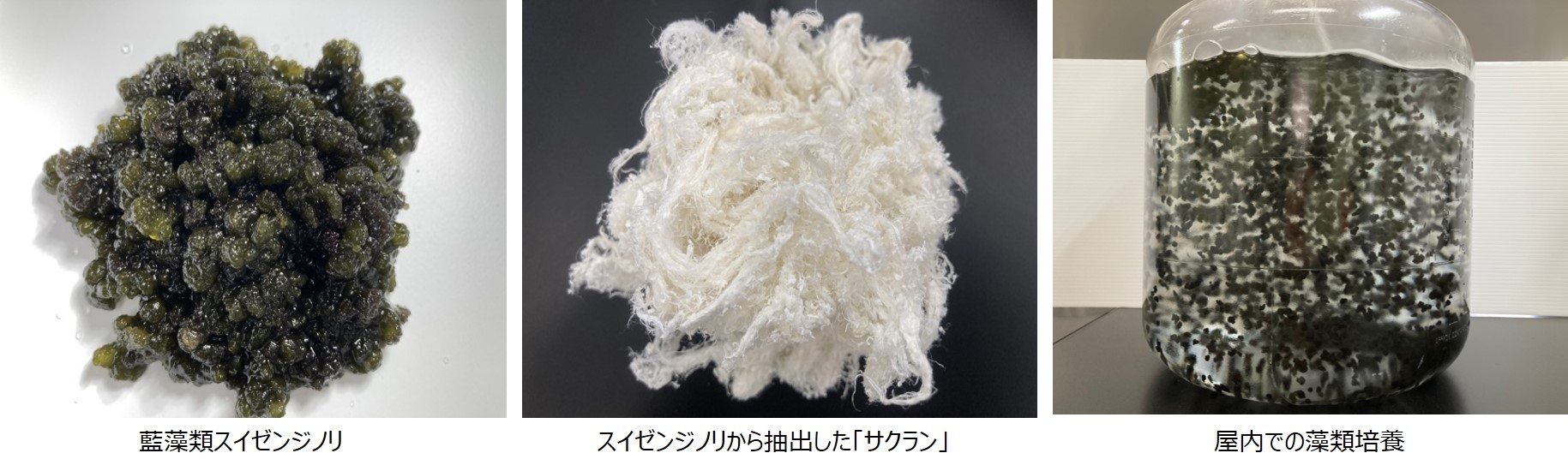 世界初、藍藻類スイゼンジノリの屋内での大量培養技術の確立に